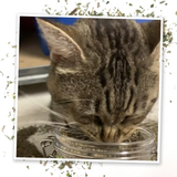 Catnip Pawty Mix with Lemongrass Jar