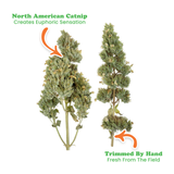 Catnip Buds Jar