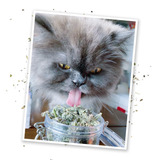 Catnip Buds Jar