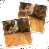 Kalico Kush - Valerian Root and Catnip Blend